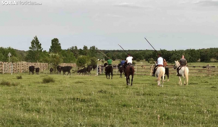 Trasiego de reses en Valonsadero