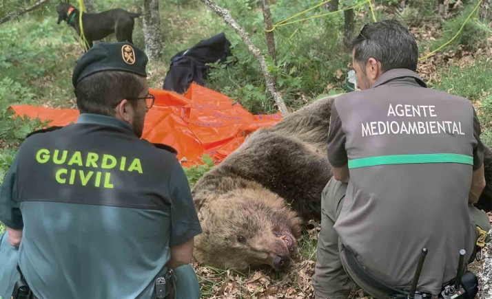 Importante operativo para localizar a dos ejemplares adultos de oso pardo y un osezno despeñados en Palencia