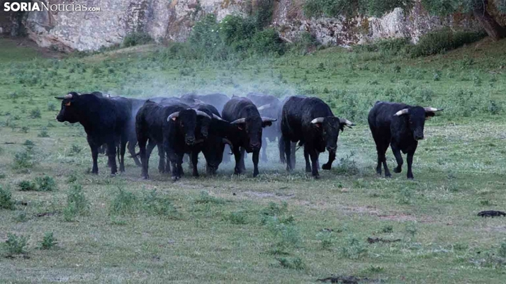 Los novillos, a examen el lunes