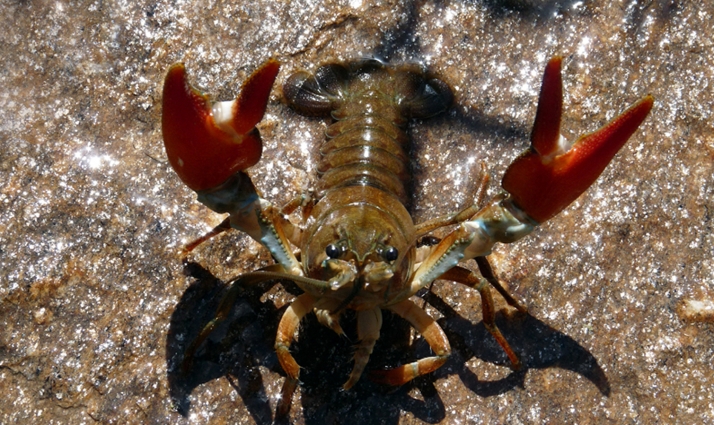 Ampliado el control del cangrejo rojo y del cangrejo señal en dos nuevos tramos sorianos