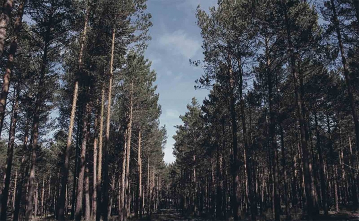 Abogan por los recursos forestales como motor de desarrollo económico