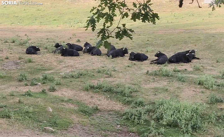 Los novillos de Valonsadero, mejor de lo esperado tras el Lavalenguas