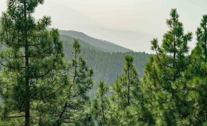 Respaldan reunir las competencias en recursos forestales 