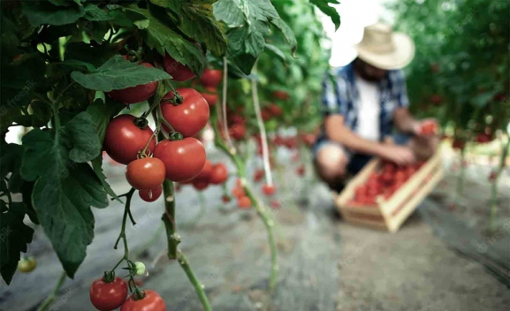 Castilla y León se marca el reto de aumentar la competitividad del sector agroalimentario