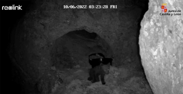 Sin nuevos indicios de la presencia de la osa y del osezno buscados en la Montaña Palentina