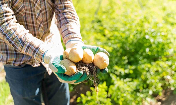 El Itacyl trabaja en la denominación de Patata de Castilla y León