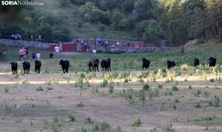 Los novillos de La Saca, casi todos de alta