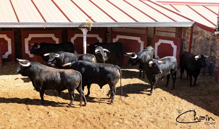 Los Luis Terrón que abren los Sanjuanes ya están en Soria