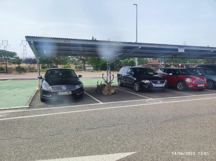 ¿Dónde están realmente los ciervos, situados en el parking del Mirón?