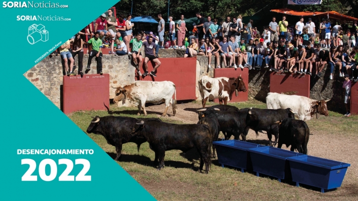 Galería: los novillos de San Juan ya descansan en Valonsadero