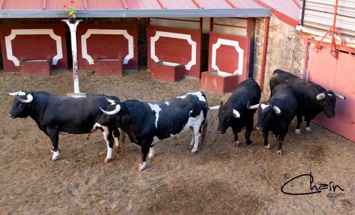 Los Monteviejo y Los Maños del desafío ganadero en Soria para el Agés, desembarcados en Soria