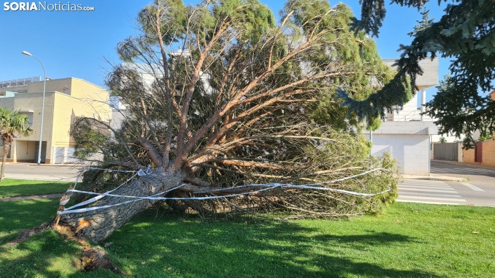 Un pino se desploma en el parque de Los Pajaritos