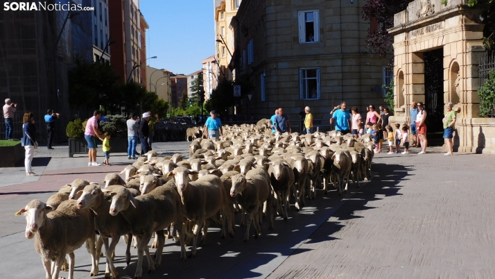 En imágenes: Mil merinas atraviesan la capital en el tramo final de su ruta trashumante