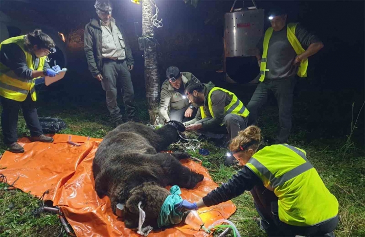 El programa de captura y radiomarcaje de oso pardo en Castilla y León suma un ejemplar más