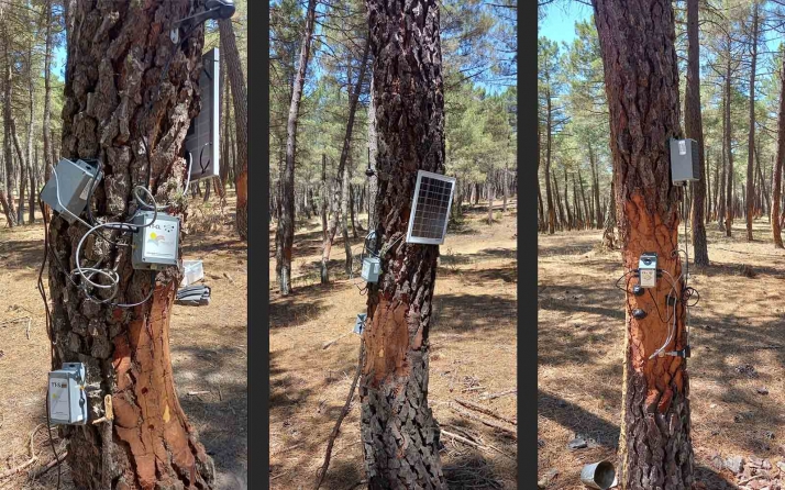 Avances en la parcela resinera de experimentación de Tardelcuende