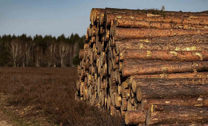Malestar en el sector maderero soriano por no poder trabajar en el monte