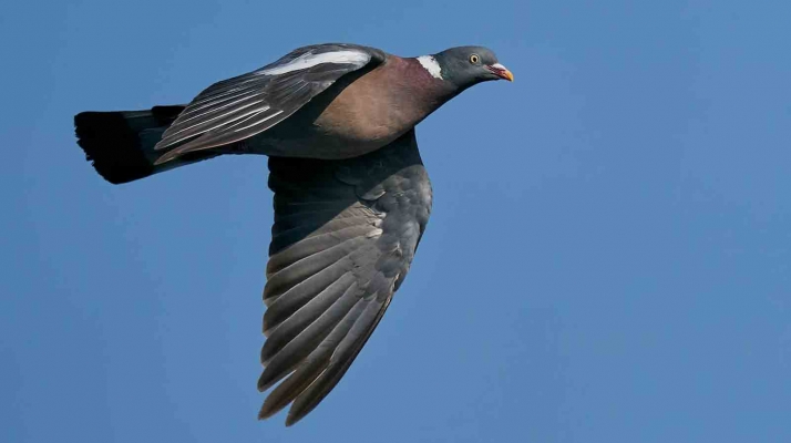 Santa Cruz de Yanguas licita los puestos para la caza de la paloma torcaz