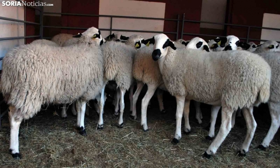 Dueñas anuncia ayudas de 430.000 euros para promover el cooperativismo agroalimentario