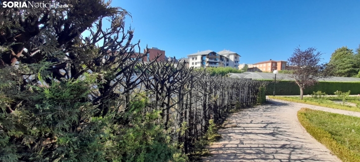 Consecuencias del incendio en la Dehesa.