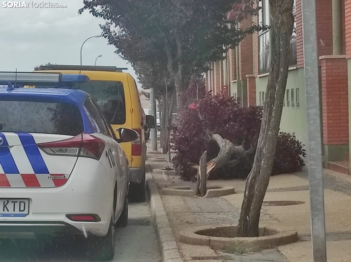 Árbol caído en Fuente del Rey