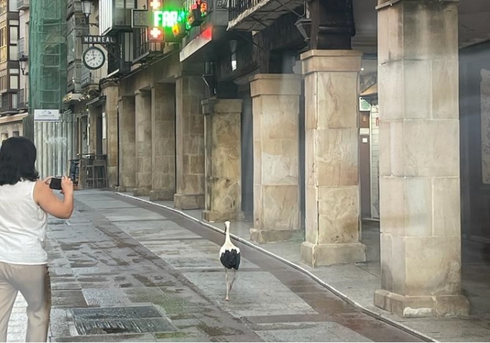Soria | La madrugadora cigüeña que pasea por el Collado para refrescarse