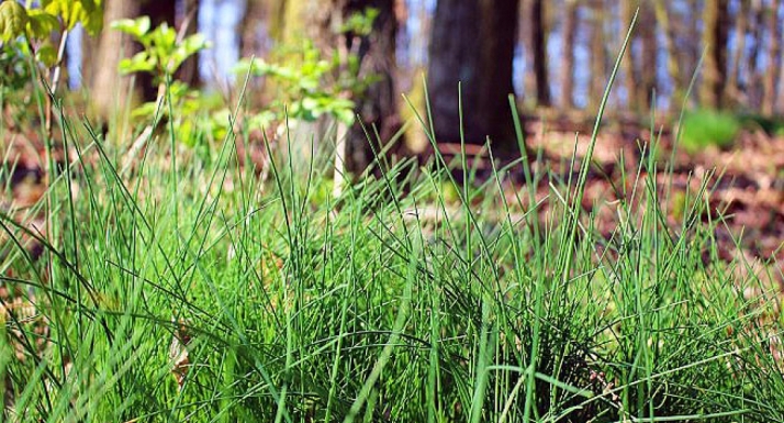 766.000 € para la regeneración forestal de las comarcas de Almazán y Bayubas de Abajo