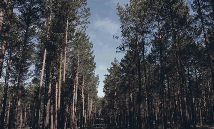 Incrementadas en más de un 35 % las ayudas a titulares de terrenos forestales para la prevención de incendios