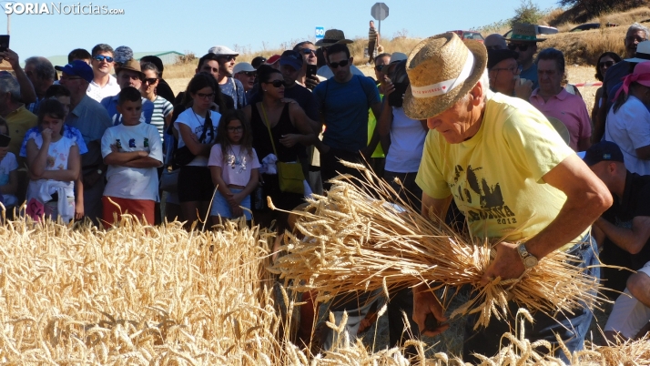 En imágenes: Nepas pone en valor sus raíces con una demostración de siega tradicional
