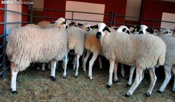 Castilla y León destinará 3,5 millones en ayudas para garantizar el suministro de agua en la ganadería