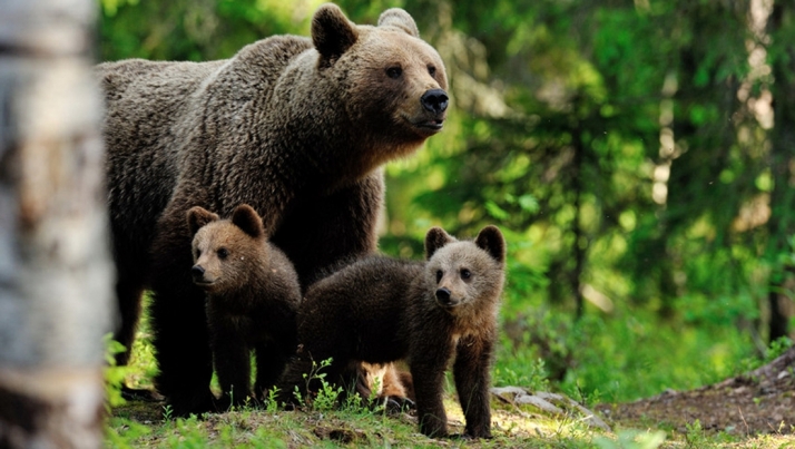 Castilla y León activa el protocolo de aviso en caso de presencia de osos en los entornos urbanos