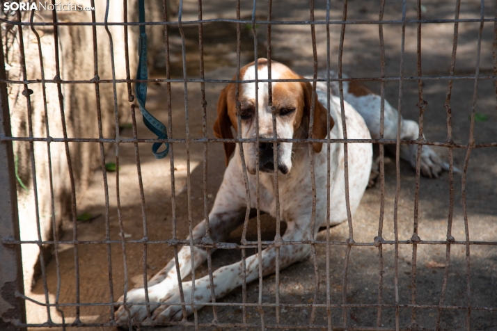 Un perro en el refugio de Redención. /María Ferrer