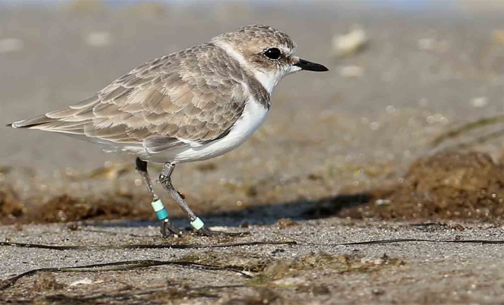 Vuelven las jornadas ornitológicas a Fuentecantos