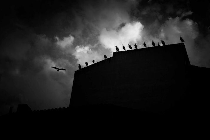 Las cigüeñas toman los cielos de Soria. Viksar Fotografía
