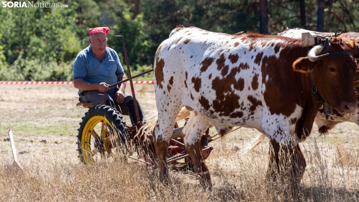 En imágenes: la Feria Ganadera de Covaleda regresa con todo su esplendor 
