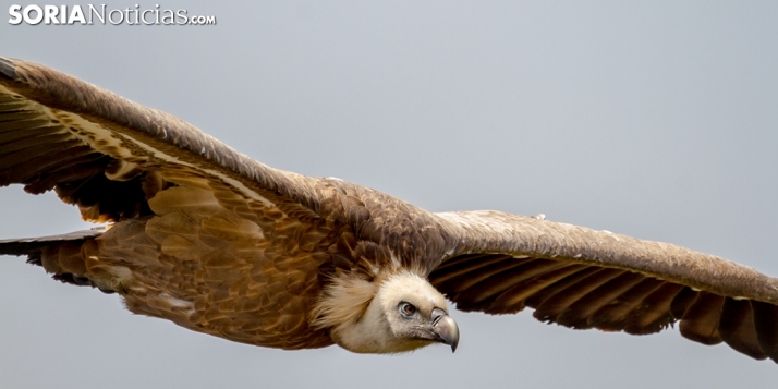 El turismo en áreas protegidas podría afectar negativamente a los movimientos de grandes buitres 