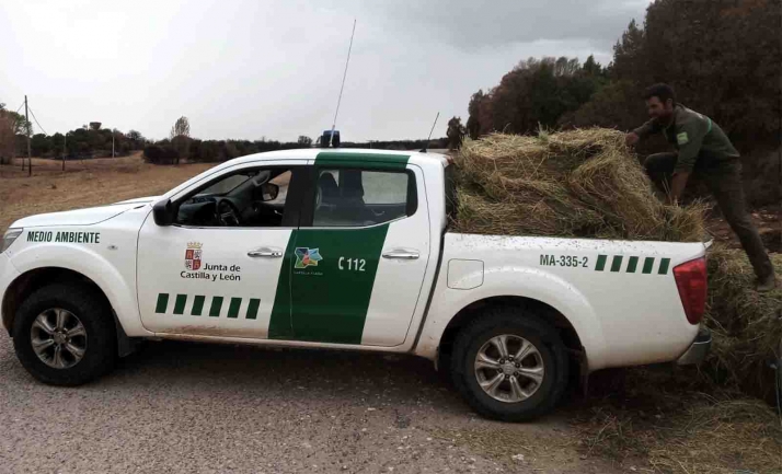 Comienza el reparto de alfalfa para apoyar a la fauna en la zona incendiada del Arlanza
