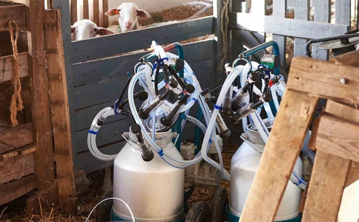 El ovino de leche de Castilla y León será impulsado con un Plan de Desarrollo 