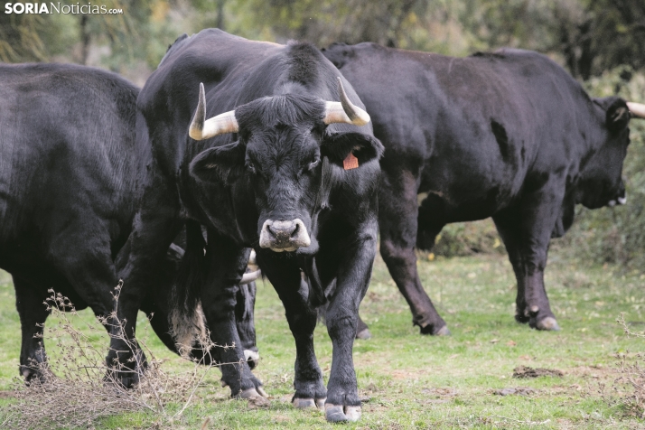 A partir de hoy se pueden solicitar estas ayudas de la Diputación Provincial
