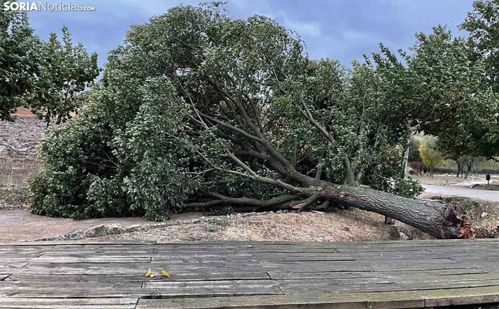 El fuerte viento roza los 100 km/h en Arcos