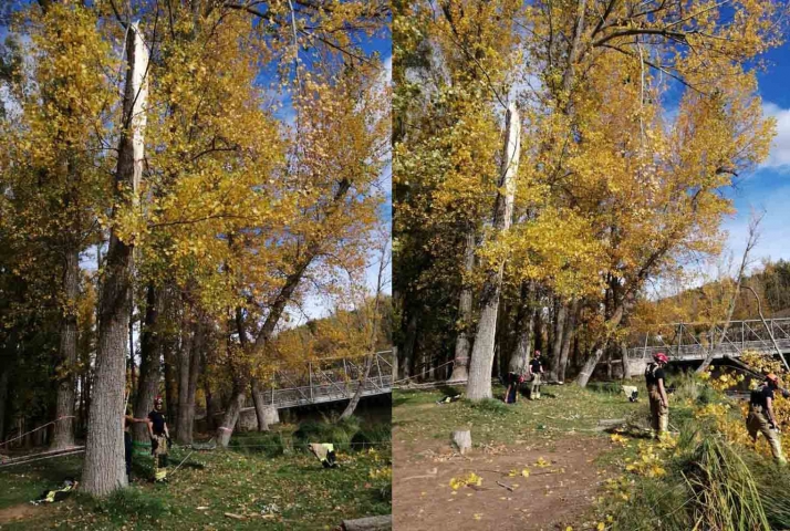 Bomberos interviene en la retirada de un chopo dañado en el Sotoplaya