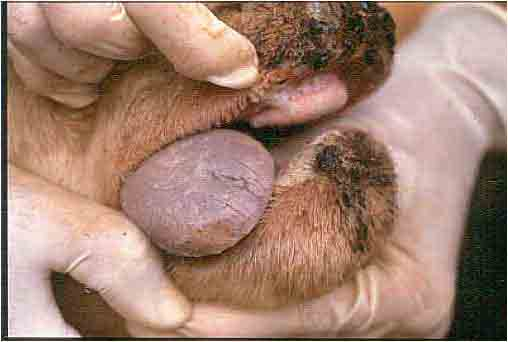 Permitida la excepcionalidad de ciertos movimientos de ganado en el área del foco de lengua azul
