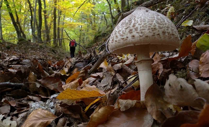 El 1-1-2 recibió 23 llamadas de extravíos buscando setas entre septiembre y noviembre