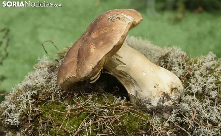 Optimismo en las previsiones micológicas para lo que resta de campaña