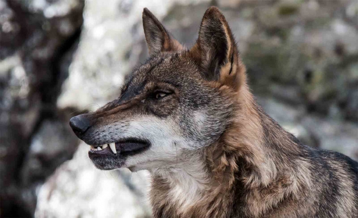 La Junta requiere al Gobierno 8 millones para compensar a los ganaderos por los daños del lobo