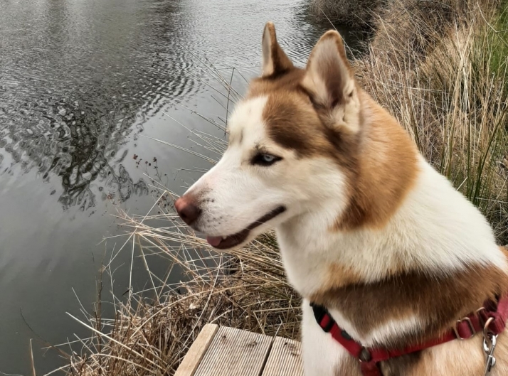 Ampliación: Simba aparece gracias a la colaboración ciudadana