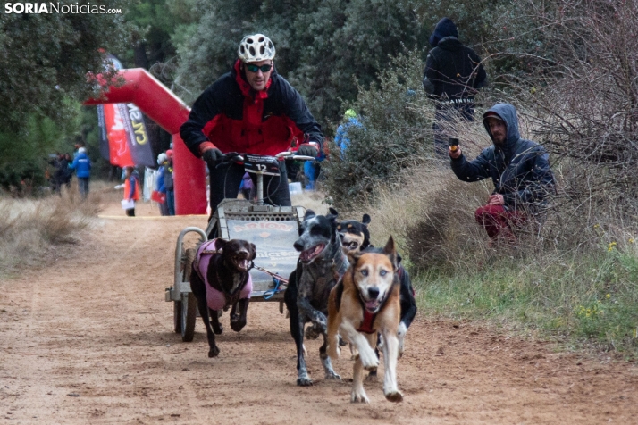 El Campeonato de España de Mushing regresa a Ólvega con más de 3.000 personas