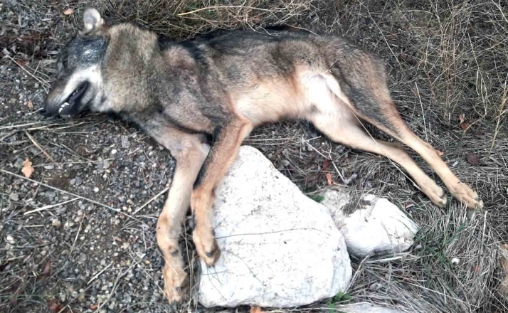 Recogen un ejemplar de lobo ibérico, presuntamente atropellado en la N-234, en el término de Almenar