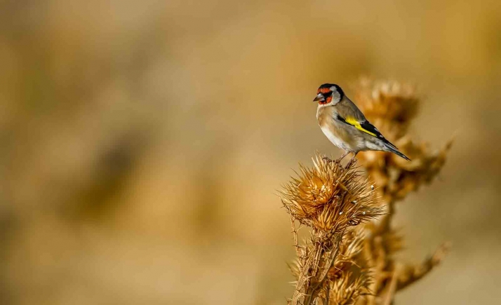La Junta iniciará una nueva declaración de toda Castilla y León como Zona de Protección de Avifauna