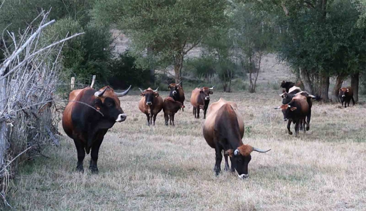 La vaca Mantequera Leonesa entra en el Catálogo Oficial de Razas de Ganado de España