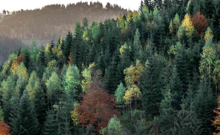 A información pública el texto para la planificación y ordenación forestal en Castilla y León